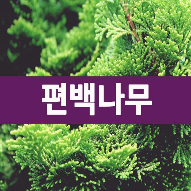 [나무의모든것] 편백나무묘목 1-2년생(40cm이상), 편백나무묘목 2년생(40cm이상), 1개