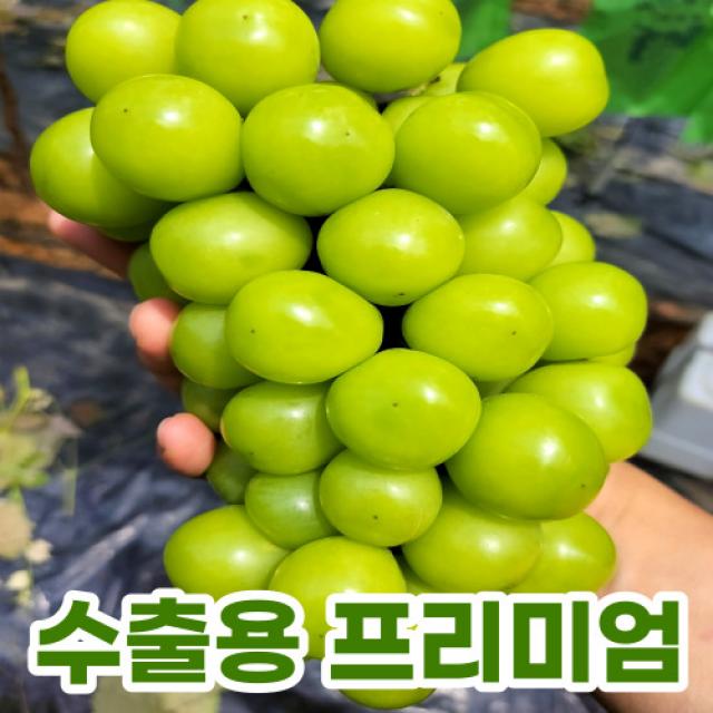 [김씨네] 수출용 프리미엄 샤인머스켓 고당도 보장 산지직송 안심포장