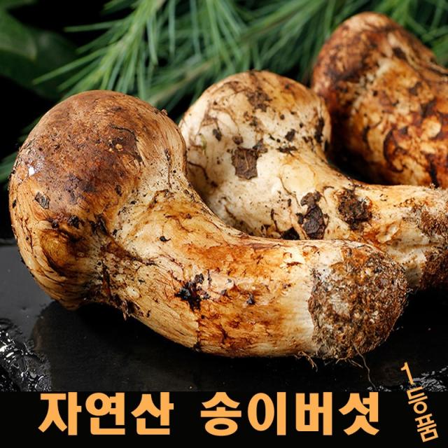 진심좋은 2022년 자연산 송이 버섯 자연 송이버섯 1kg, 1box, 1등급7cm-9cm 1kg