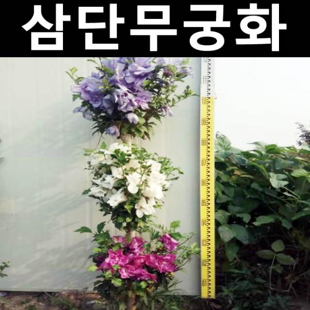 삼단무궁화 트라이컬러 키1.2m 뿌리 개화주/나무 묘목/활엽수/정원용