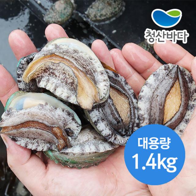 청산바다 [참전복] 완도 활전복 1.4kg 대용량, 1box, 14-15미 1.4kg 20~21마리