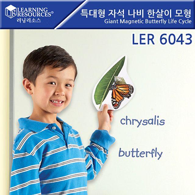 [무배쇼핑] 러닝리소스 특대형 자석 나비 한살이 모형 LER6043 Giant Magnetic Butterfly Life Cycle 무, 상세정보확인_학습용 놀이용