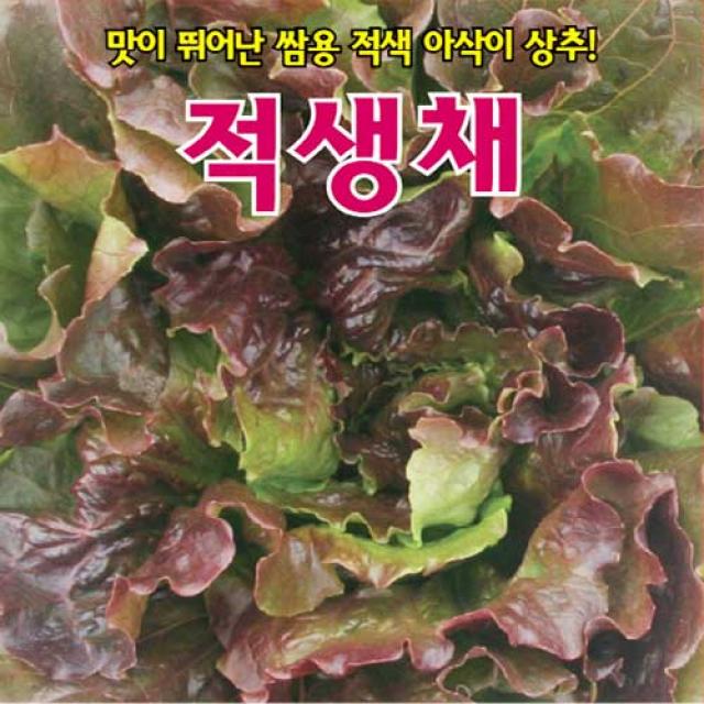 [농사넷]아시아종묘 맛이 뛰어난 쌈용 적색 아삭이 (상추종자씨앗) 신적생채 상추(300립)