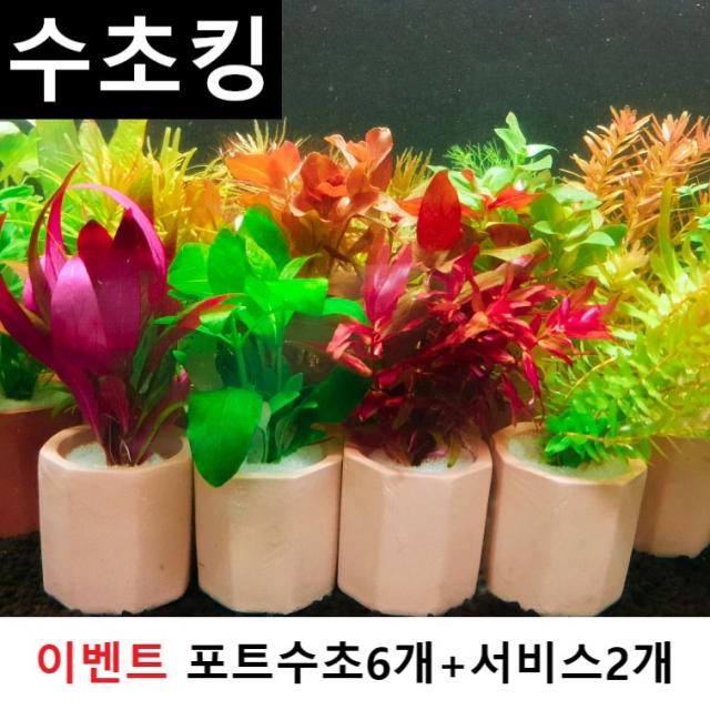 수초킹 키우기 쉬운 포트수초랜덤+서비스2개, 6개