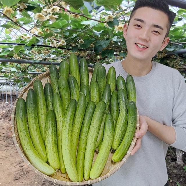 오이 백다다기 백오이 오이지용 소박이용 10개, 25개, 50개