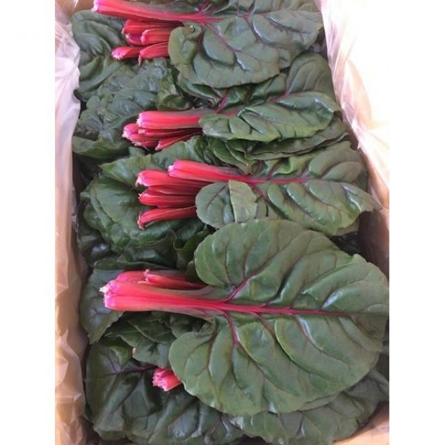 적근대 2kg 홍근대 특수채소 쌈야채 샐러드야채