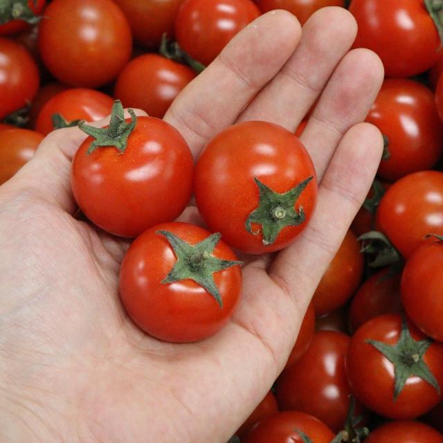 [청년감별사] 춘천 고당도 원형 유니콘 방울토마토 5kg, 1box, 5k