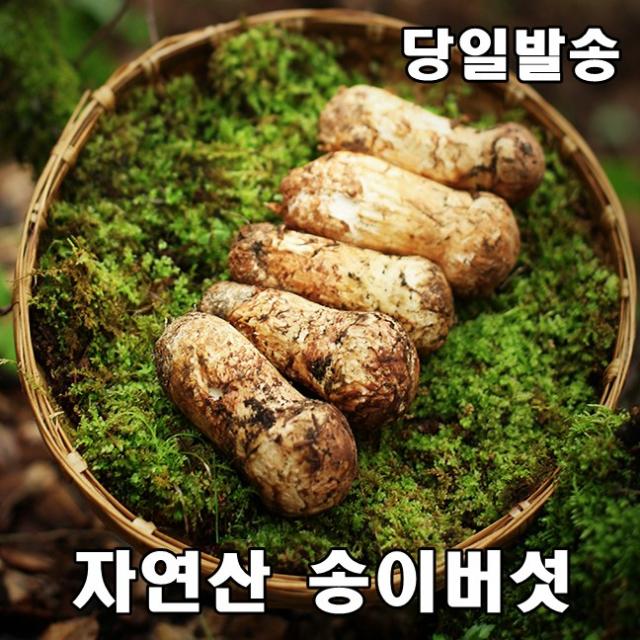 2022년 최고급 자연산 송이 버섯 자연 추석 설날 명절 선물세트 500g, 1등급7cm-9cm 1kg