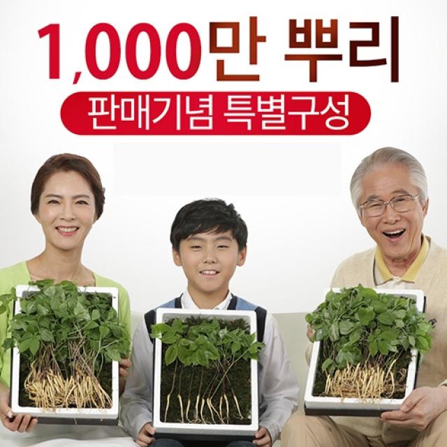 국내산 청유담 새싹삼 50뿌리 or 150뿌리, 1세트, 청유담 새싹삼(50뿌리)