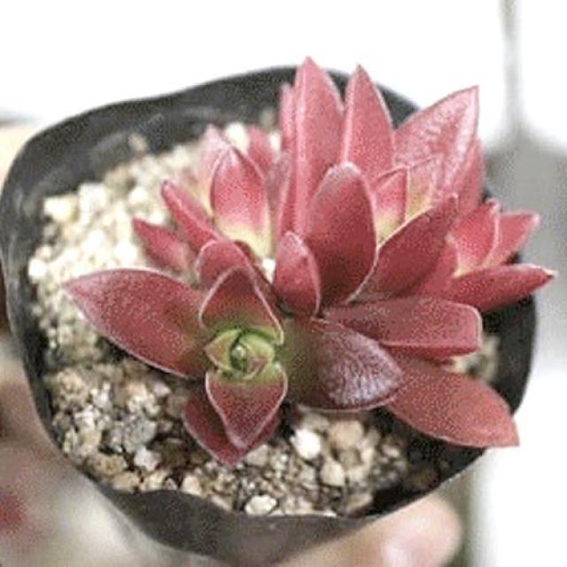 더피움 미니 다육식물, 1개, 1.적귀성