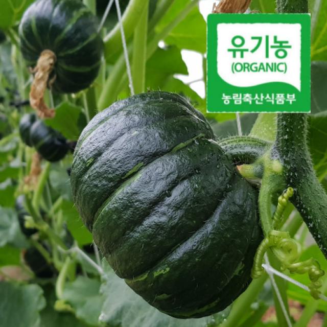 몸짱농부 해남 유기농 미니밤호박 단호박 2kg, 4kg 무농약 친환경 보우짱, 4kg(8~12개)