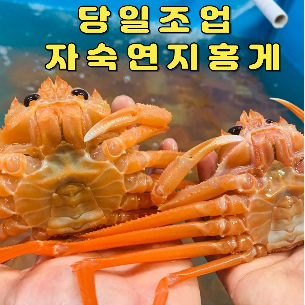 [당일조업] 중간유통 NO 산지직송 동해바다 청정해역 자숙 고급홍게 3kg (10~12마리)