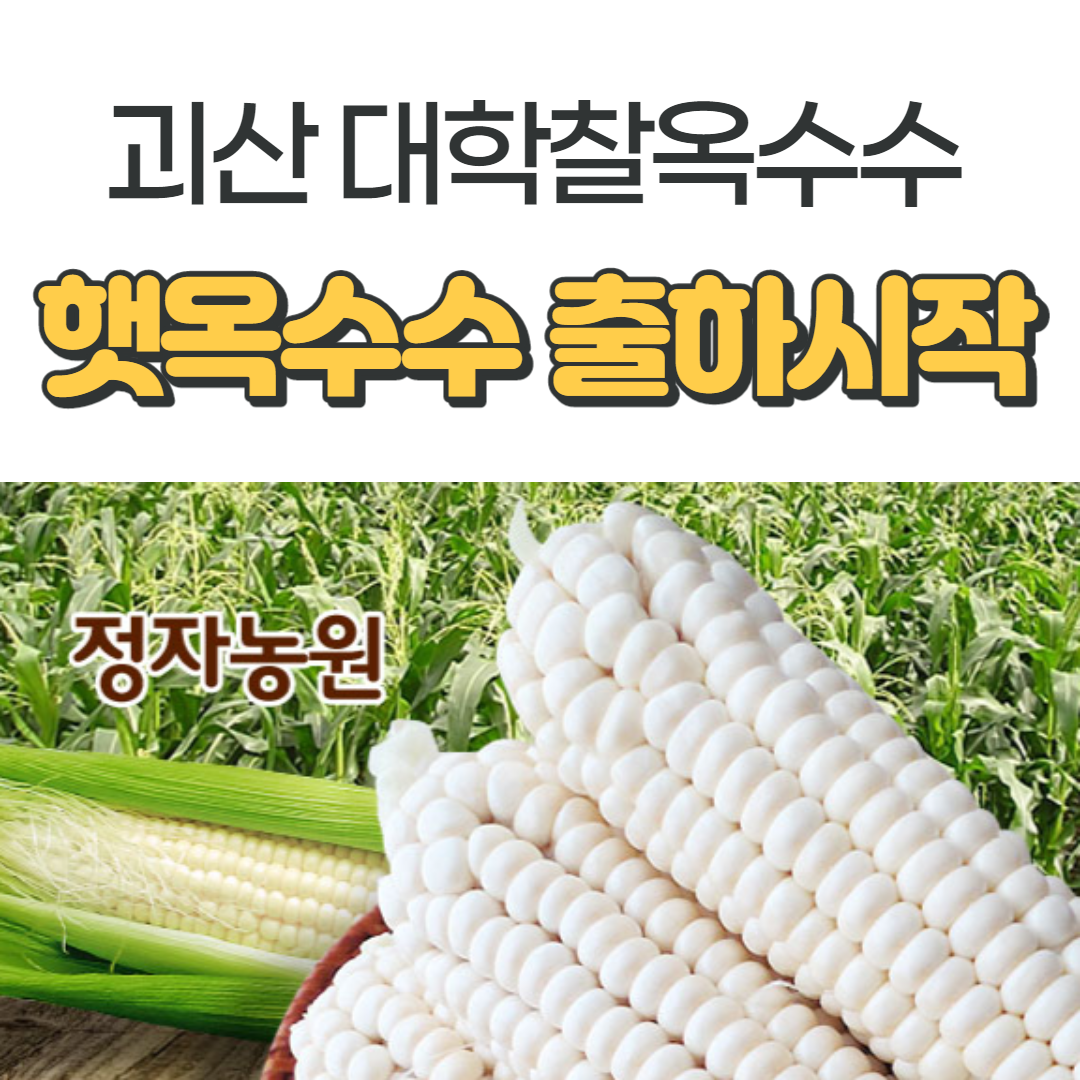 정자농원 농부직송 괴산대학찰옥수수 햇옥수수 수확시작 맛있는 옥수수, 30개, 18cm이상 선별 자루포장