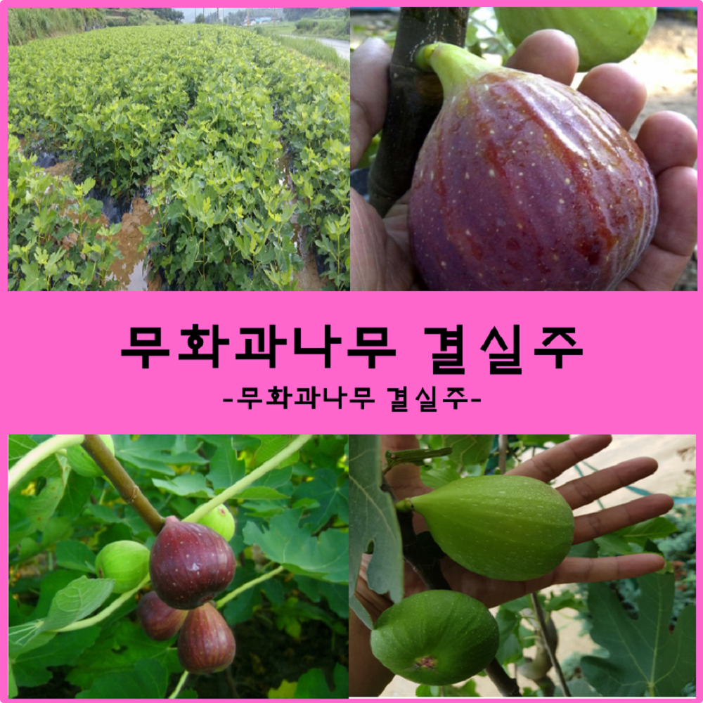 착한가격 나무생각 무화과 결실주