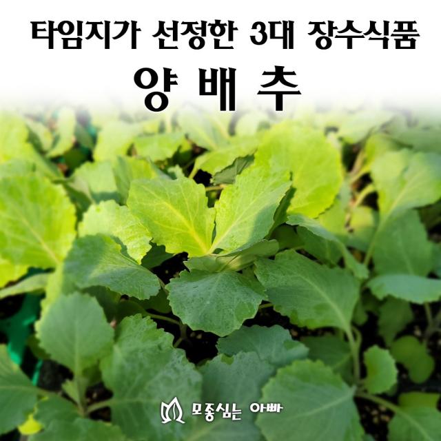 [모종심는아빠] 타임지가 선정한 서양3대 장수식품 양배추