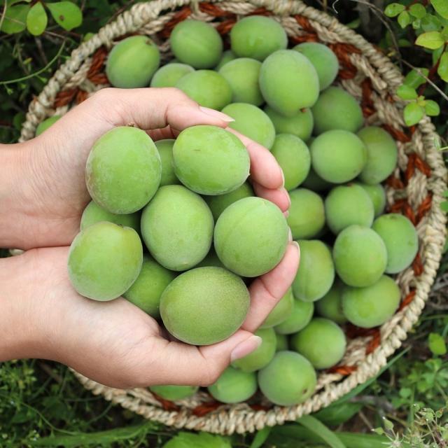 청년감별사 빛고을 광양 매실, 1박스, 광양매실상5k