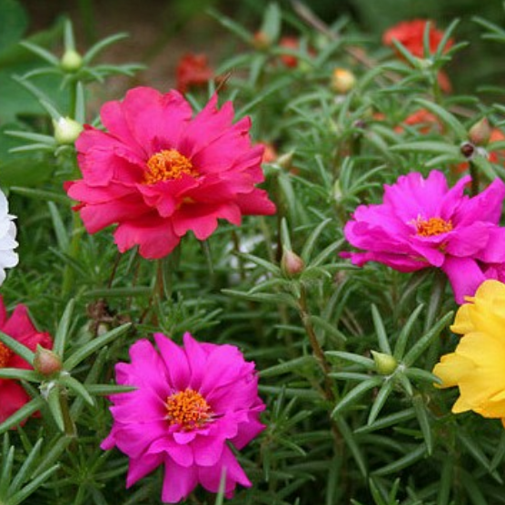 꽃심야생화 겹채송화혼합 화분묘4개 일년초 장기개화 10cm화분묘