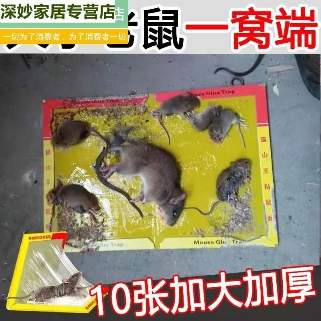 찍찍이 빅 접착제 스티커 초강력 힘 가정용 쥐종이 붙잡다 묻히다 쥐를 논슬립 도마 제외하고 있다 신기 1 4752027342, 20 장 (디럭스 룩 )점쥐 훌륭한무