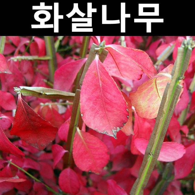 화살나무 키1~1.2m 3개/나무 묘목/활엽수/정원용