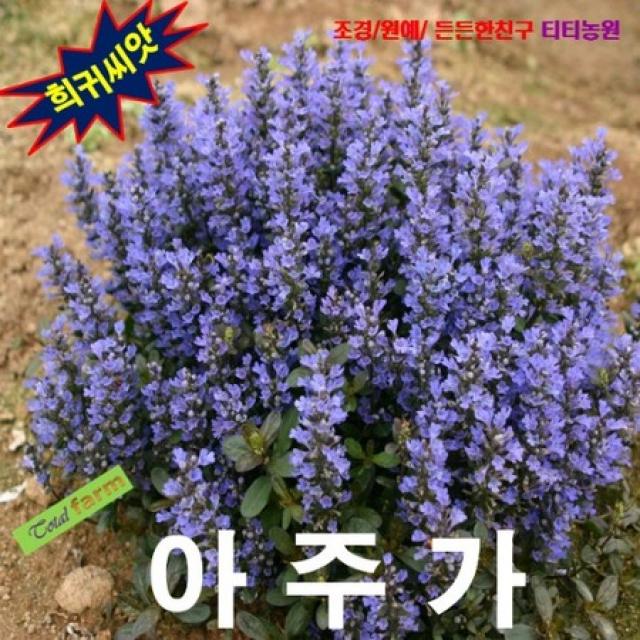 (희귀씨앗) 아주가 Ajuga 10립, 상세페이지 참조