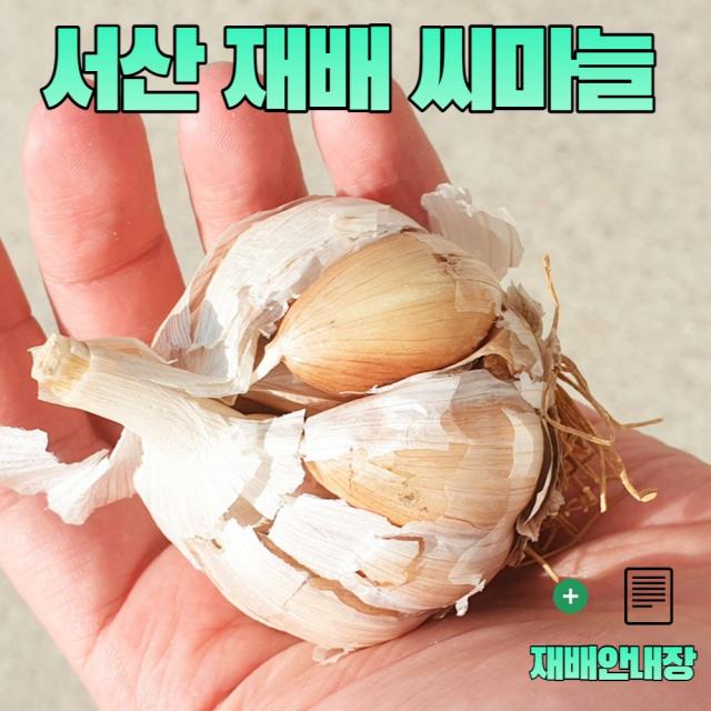 농사친구 씨마늘 서산 마늘 종자 햇마늘 통마늘 중 대형 저장 종구 씨 씨앗, 1kg + 재배안내장