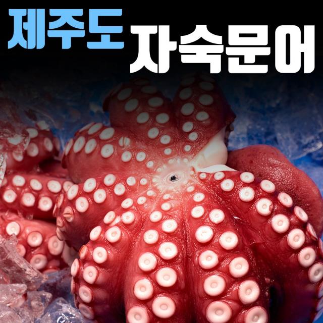 [제수용전문] 국산 냉동 제수용 자숙문어 삶은 돌문어 데친 문어 숙회 1kg 1.5kg 2kg