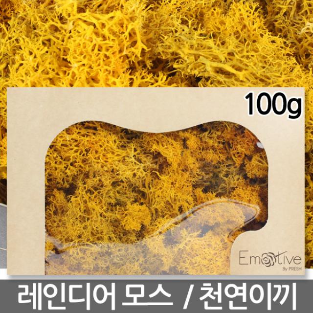 레인디어모스 옐로우 100g - 천연이끼 이끼 모스 이끼식물 생이끼 노란색이끼 고급이끼 노랑색이끼, 11_레인디어모스_폴옐로우(100g)