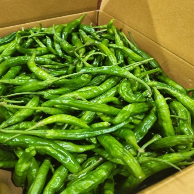 국내산 맛있는 꽈리고추 최상품 특품 1kg 2kg 3kg 5kg