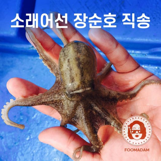 푸마담 국내산 알 쭈꾸미 생물 알배기 활 산지직송, 2kg