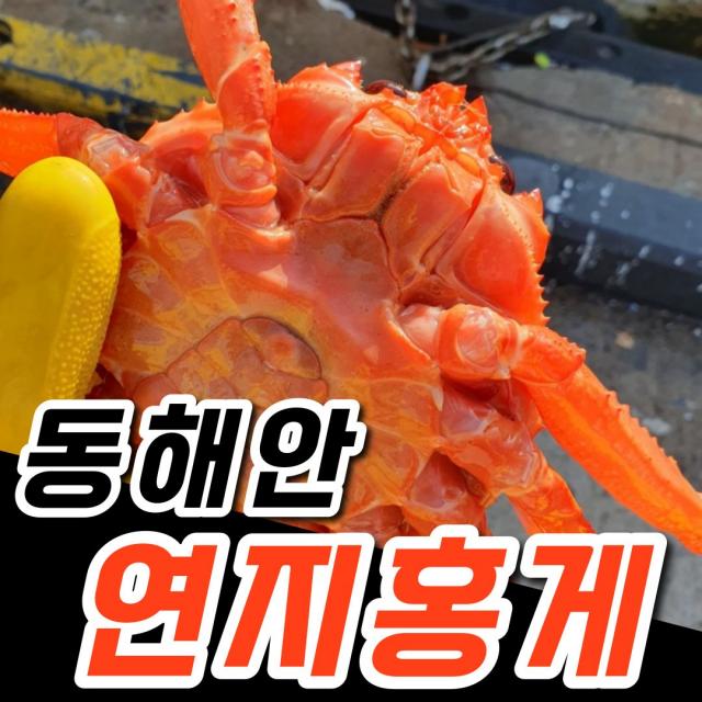 산지직송 최상급 프리미엄 동해 자숙 연지 홍게 3kg 정품 수율보장 박달홍게 다리 찜, 01. (행사) 실속 연지홍게 6kg