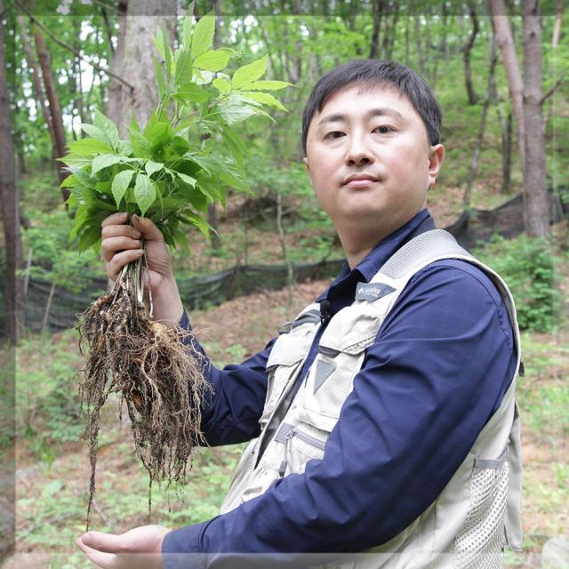 서민갑부 6시내고향 유재덕의 산양산삼 산양삼 장뇌삼 산삼 부모님선물 10년근 10년산 12년근 12년산 파삼 자연산 야생산삼 자연산삼 어버이날 회갑 환갑 어르신 선물