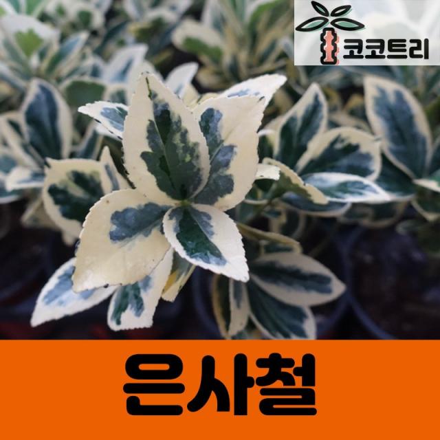 [코코트리] 황금사철 은사철 묘목, 1개, [5주묶음] 은사철 10cm포트