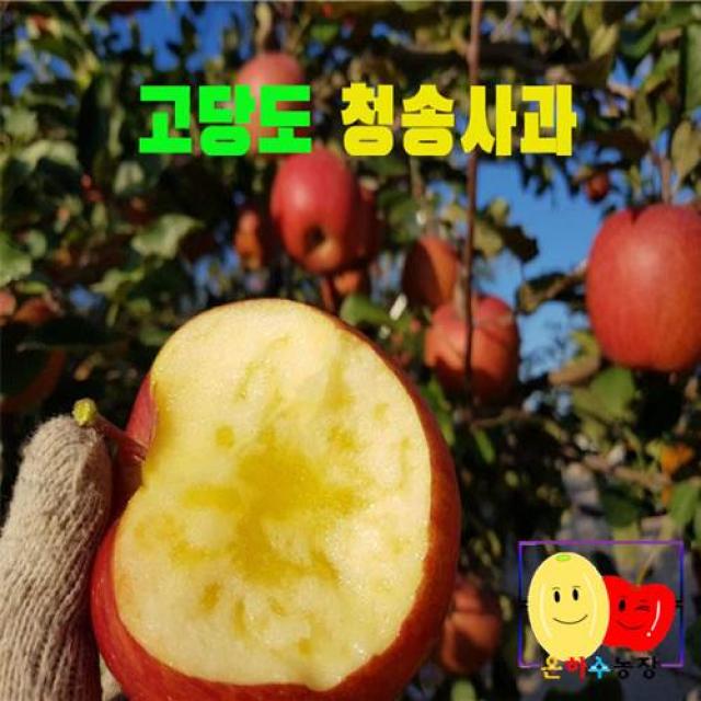  은하수농장 청송 고당도 가정용 흠집 사과 특가판매 1박스 04.가정용흠과 사과 2kg/중과