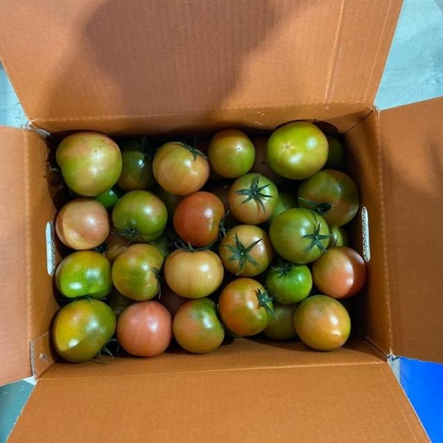 대저토마토 5.0kg 완숙 찰 산지직송 당일배송 1박스 대저토마토 5.0kg 랜덤과