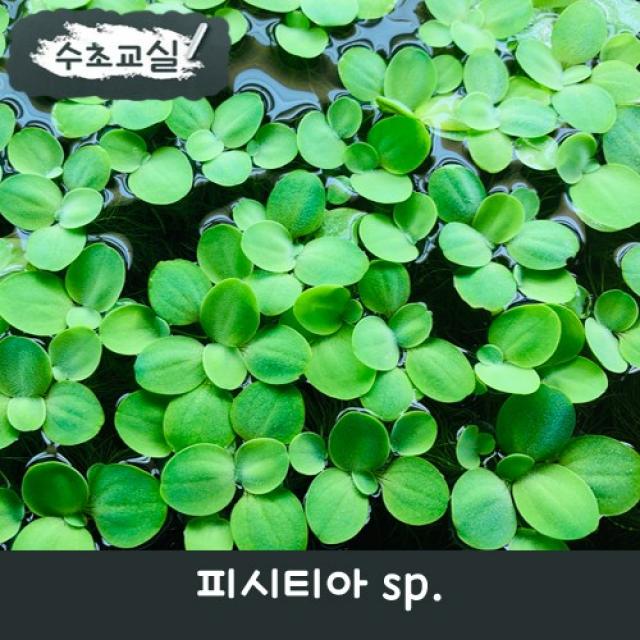 [수초교실] 작은 사이즈의 물배추 피시티아 sp., 5뿌리