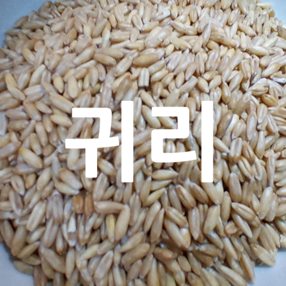 [후계자농산]수입 캐나다산 귀리 500g 1kg 오트밀 효능 다이어트 먹는법 밥짓기