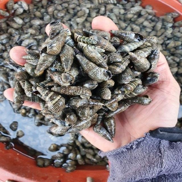 충남태안 생물 활갯고동 빠리고동1kg 살아서 싱싱하게 1인분 1kg