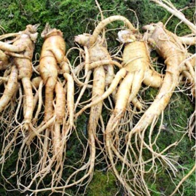 산애들농장(주) 난발삼 인삼 5년근 6년근 한채 / 식용 홍삼용 한채 수삼 원수삼 파삼, 난발삼 한채 750g