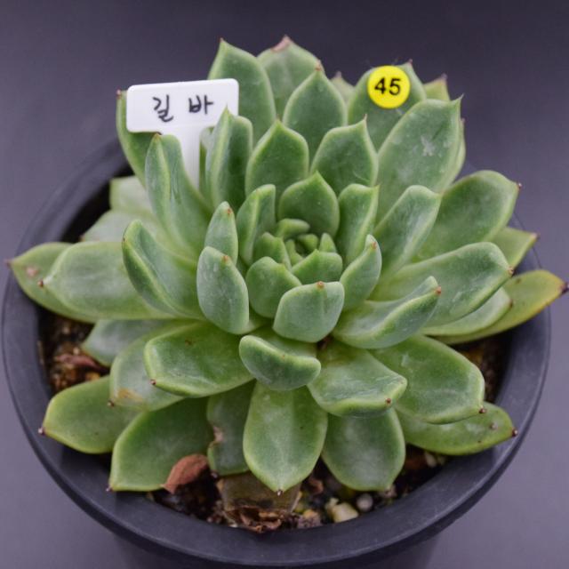 유진's 다육 흑장미 길바 새벽별 콜로라타 마디바 화이트그리니크리스마스 등 다육이 패키지, 1개, 4.길바C