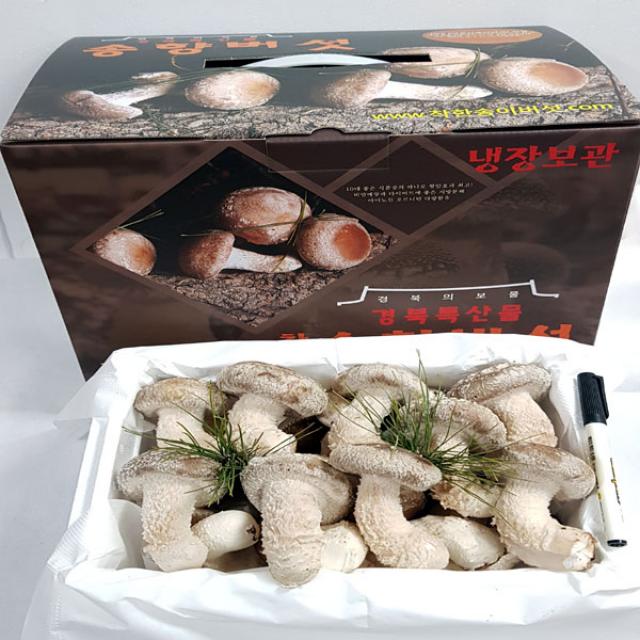 [산지직송]착한송이송향버섯 오전11시전주문시 내일도착(주말 및 공휴일 제외), 1box, 고급형500g