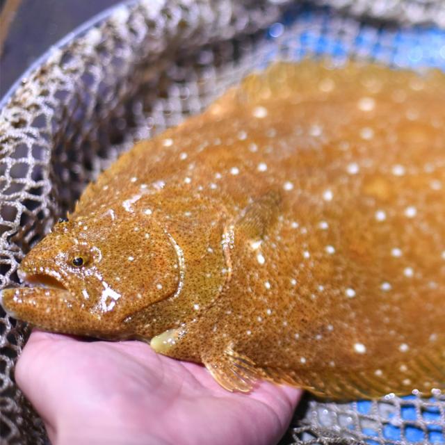 남해안 광어회 400g 생선회 손질 광어 횟감 넙치 횟거리