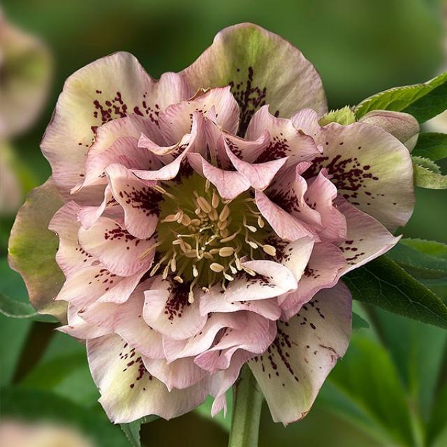 우리화훼종묘 헬레보러스 크리스마스 로즈 포트(묘) -더블 엘렌 핑크 스팟티드, 1개