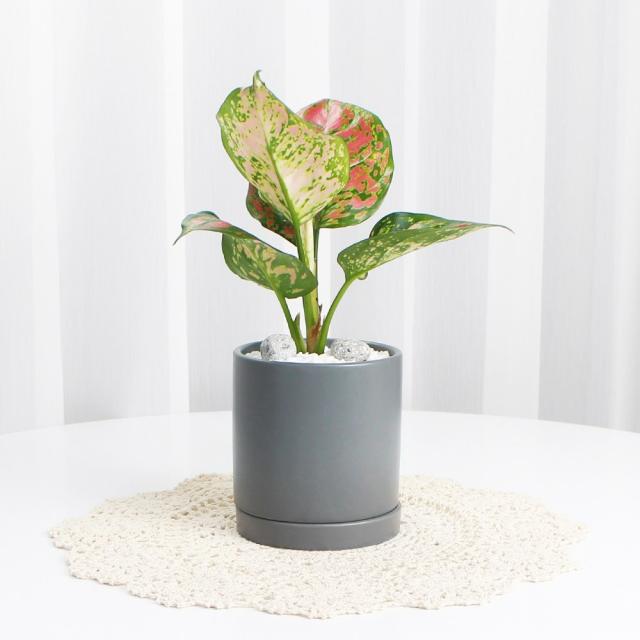 보석 모던실버 원형화분 11x12사이즈 집에서키우기쉬운 공기정화식물 사기 빈화분