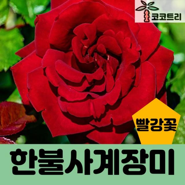 코코트리 [꽃나무] 한불사계장미, 1개, 한불사계장미 (빨강꽃)