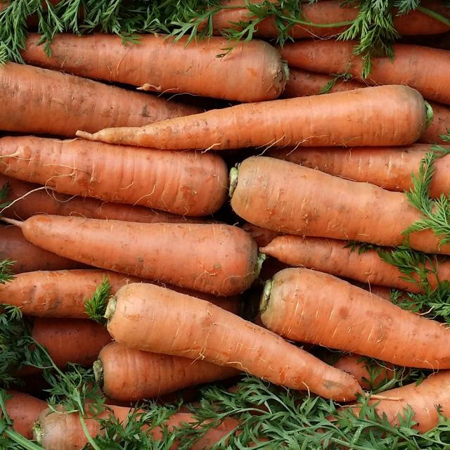 삼촌밥먹자 싱싱한 하우스 햇 흙당근(중즙용) 3kg 5kg10kg, 10kg