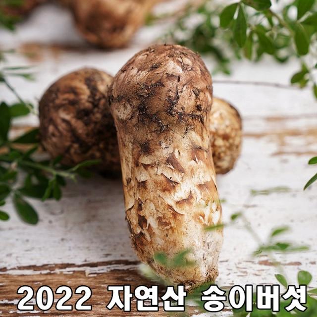 2022년 최고급 자연산 송이 버섯 자연 추석 설날 명절 선물세트 특등품, 1등급7-9cm 1kg