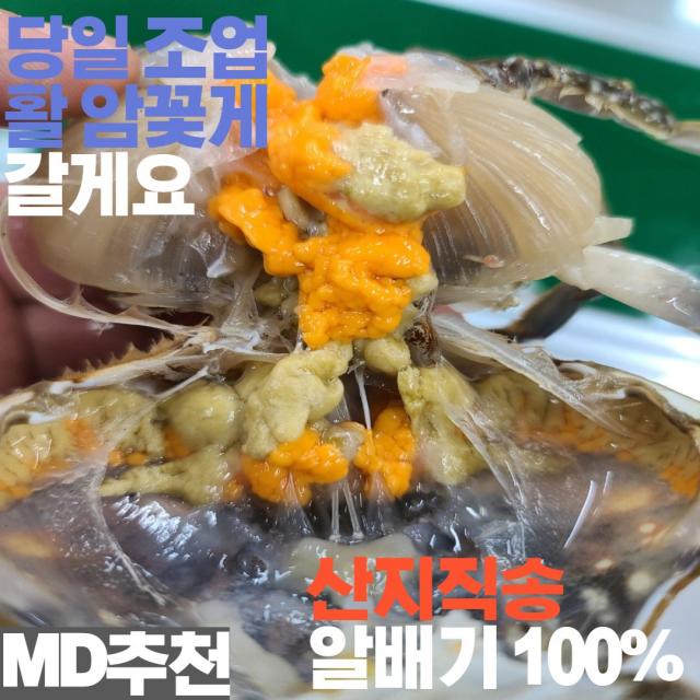 당일 조업 산지 직송 인천/연평도 자연산 활 암꽃게 판매 100%알배기/ 1kg 4 6미 / 매일 직접 수매