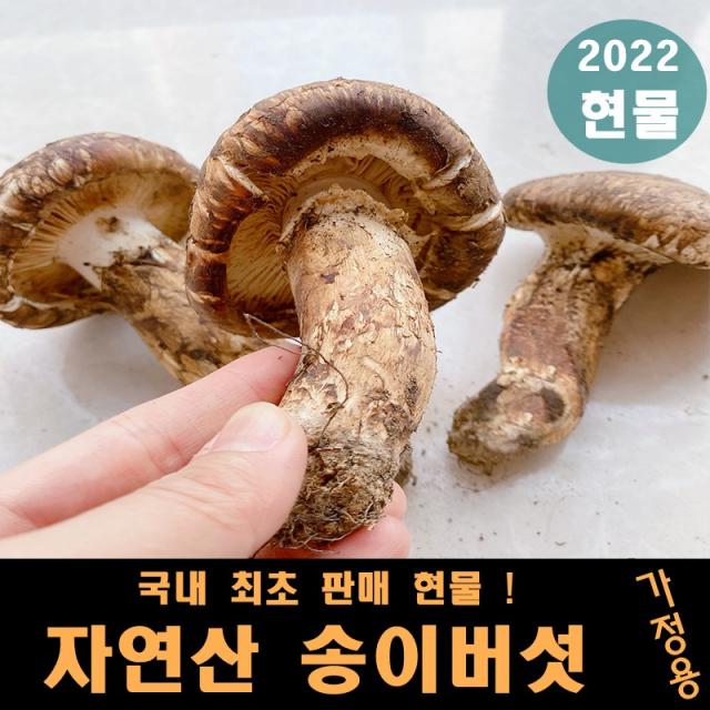 2022년 최고급 자연산 송이버섯 자연 생 송이, 1box, 가정용 480g