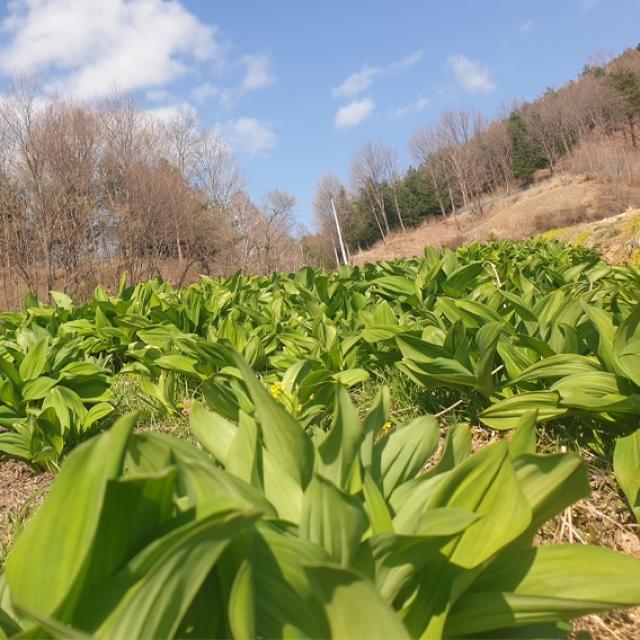 유기농 고랭지 제철 명이 나물 1kg 2kg 4kg 산지직송 대명이 잎명이 울릉도 품종 봄 장아찌 명의 산마늘, 대명이 1kg