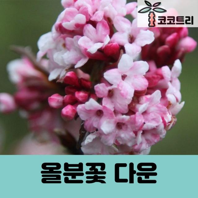 [코코트리] [꽃나무] 분꽃나무 묘목, 1개, 올분꽃 다운(Dawn) 키200cm내외 개화주(분)